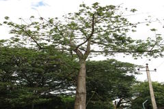 Ceiba pentandra